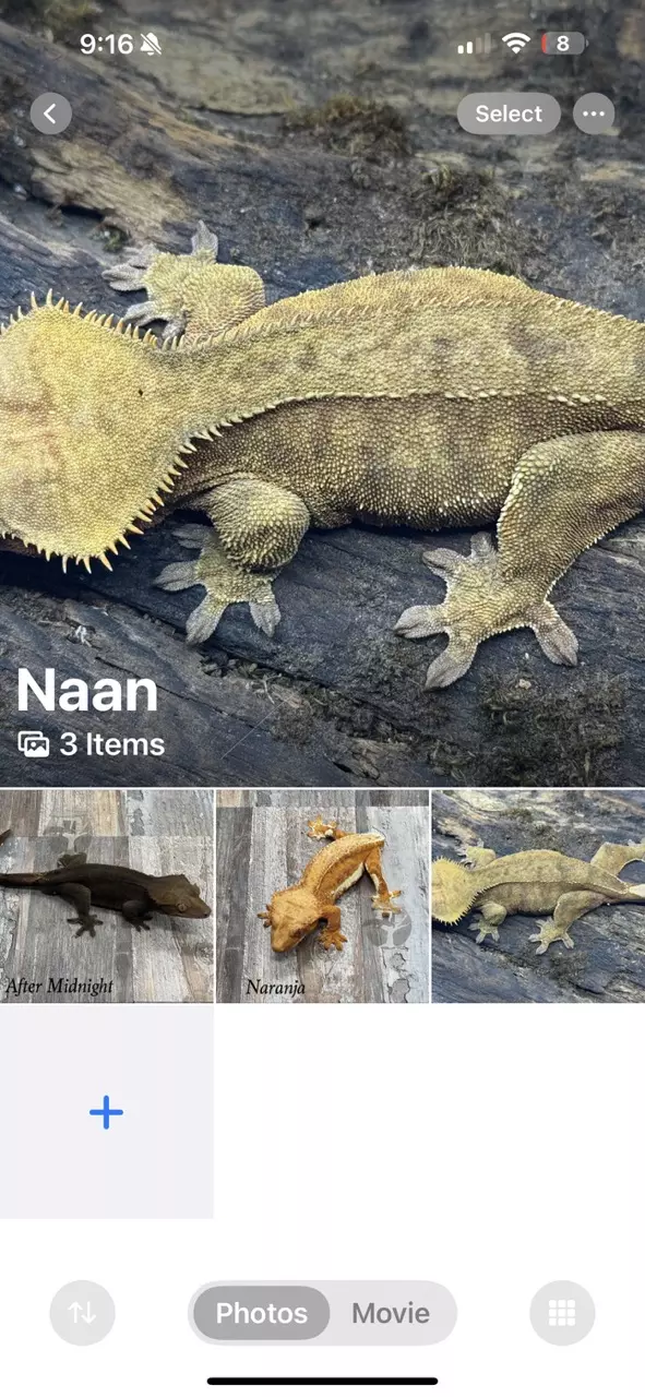 plant/naan-1