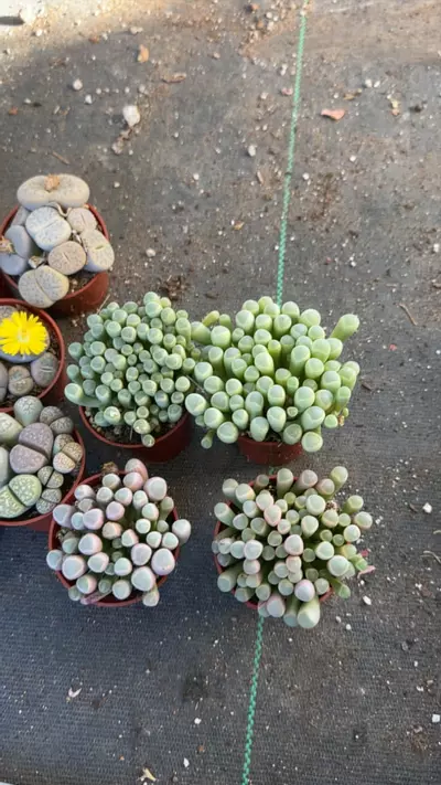 plant/baby toes-0-thumbnail