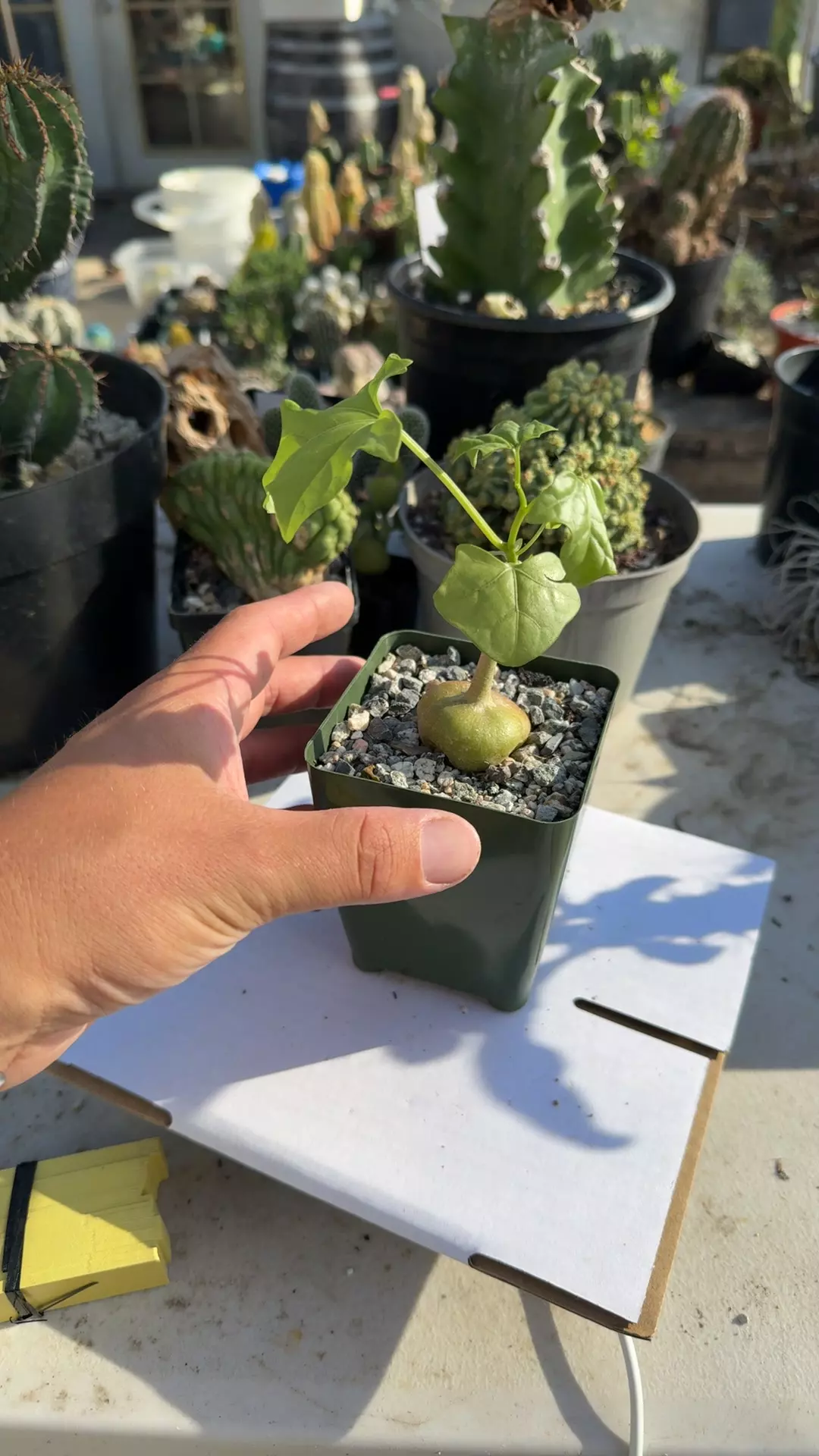 plant/Gerrardanthus machrorhizus-0
