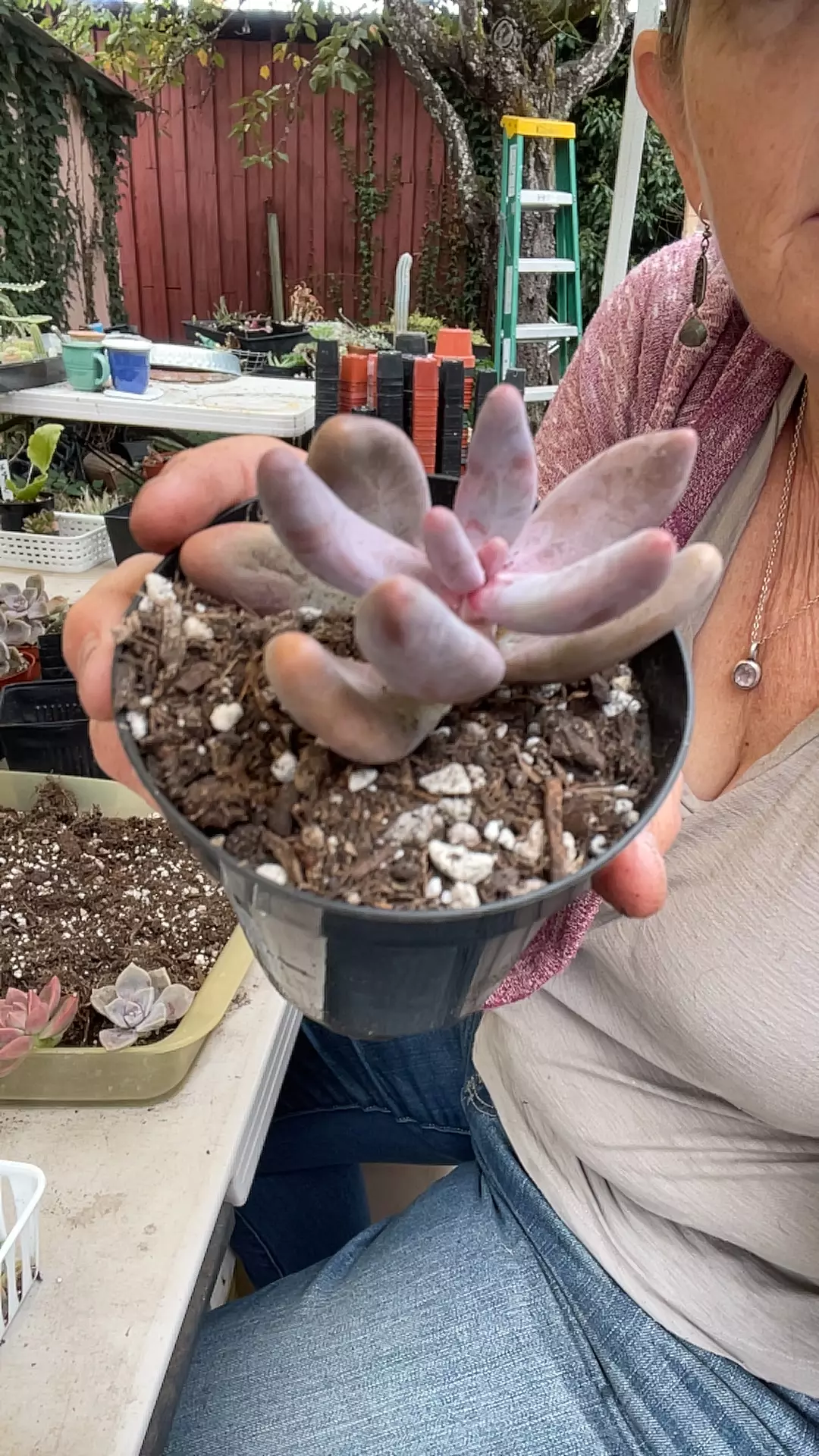 plant/Pachysedum Ganzhou 3”-0