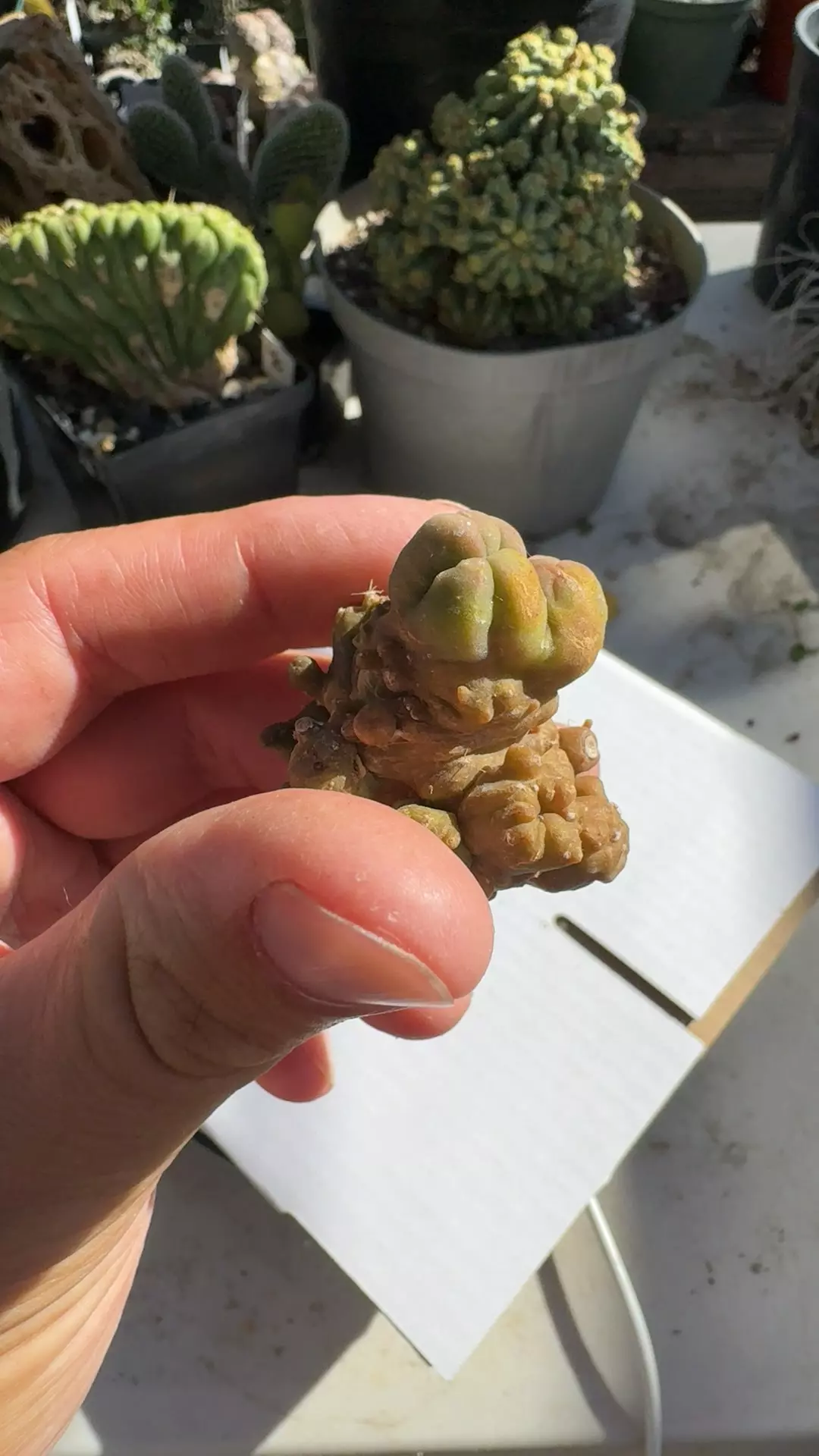 plant/Echinopsis TBM 2.0 with roots-0