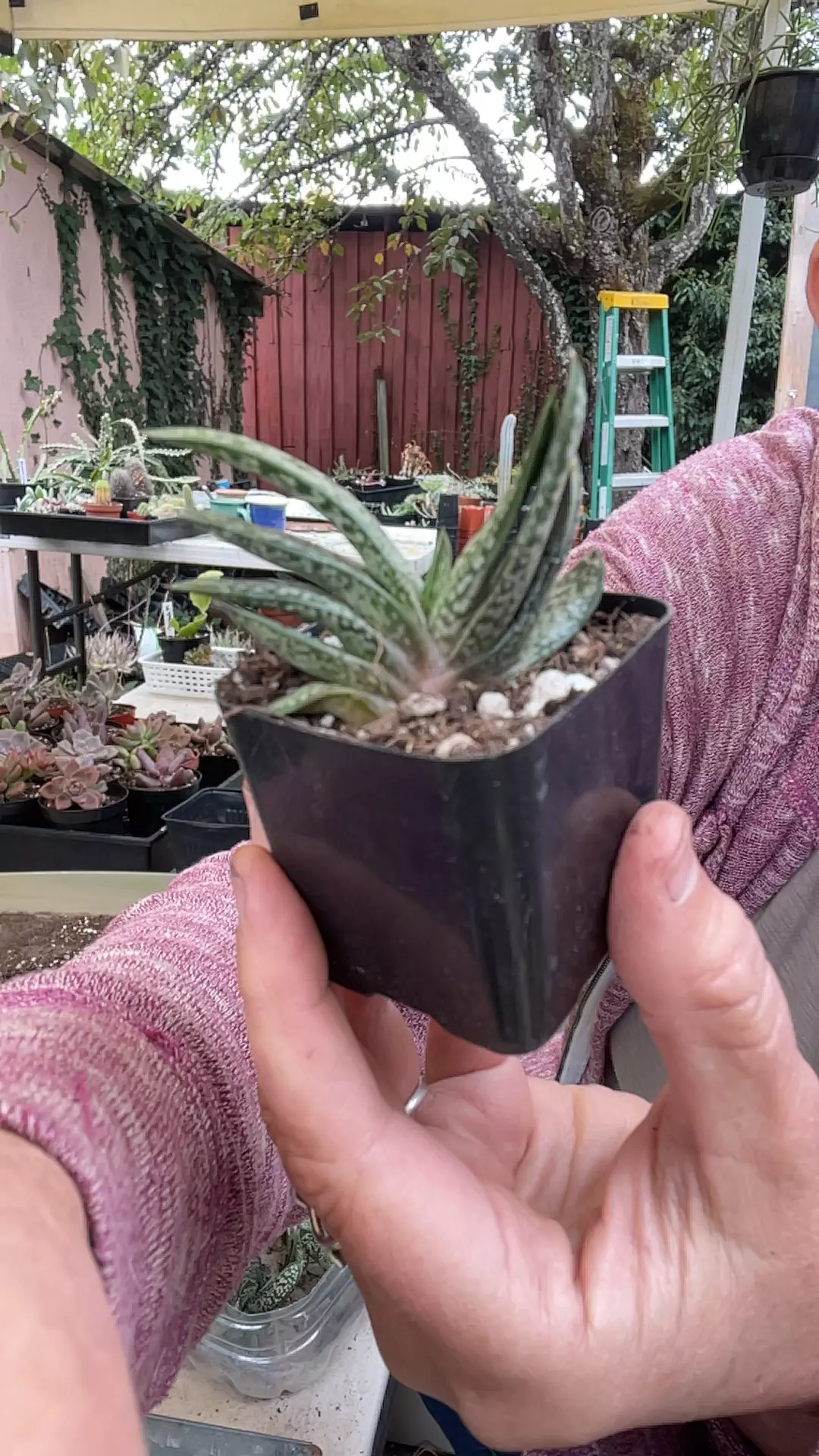 plant/Gasteria Liliput 2”-0