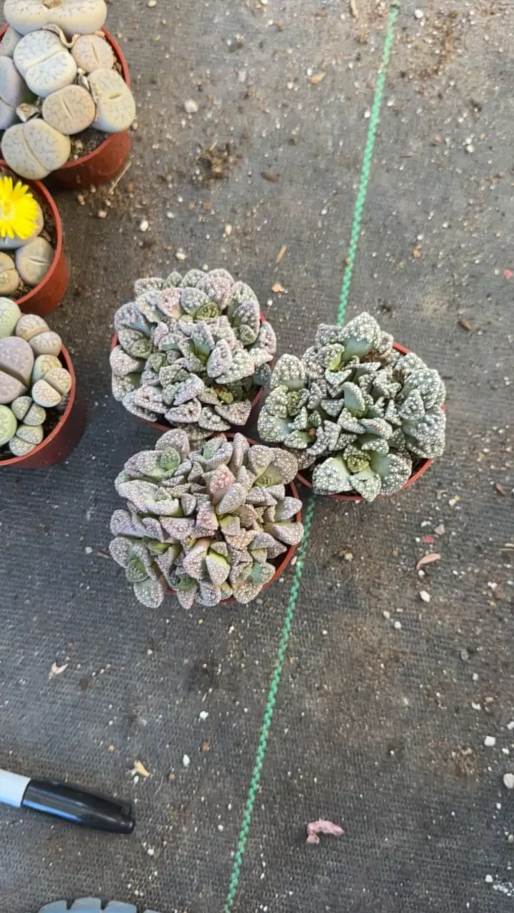 plant/concrete leaf-0