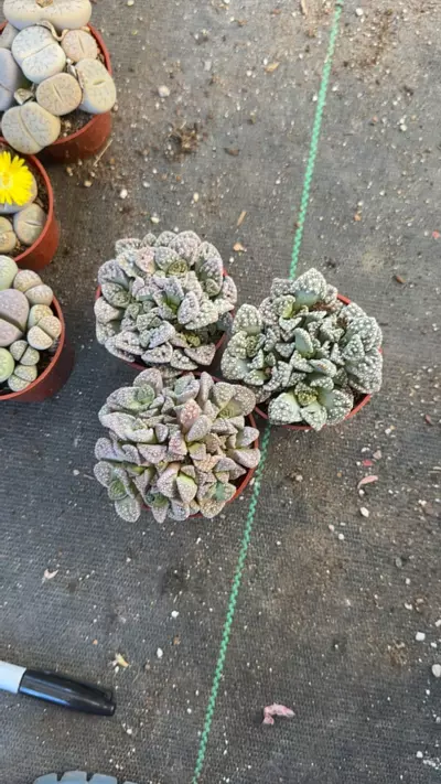 plant/concrete leaf-0-thumbnail