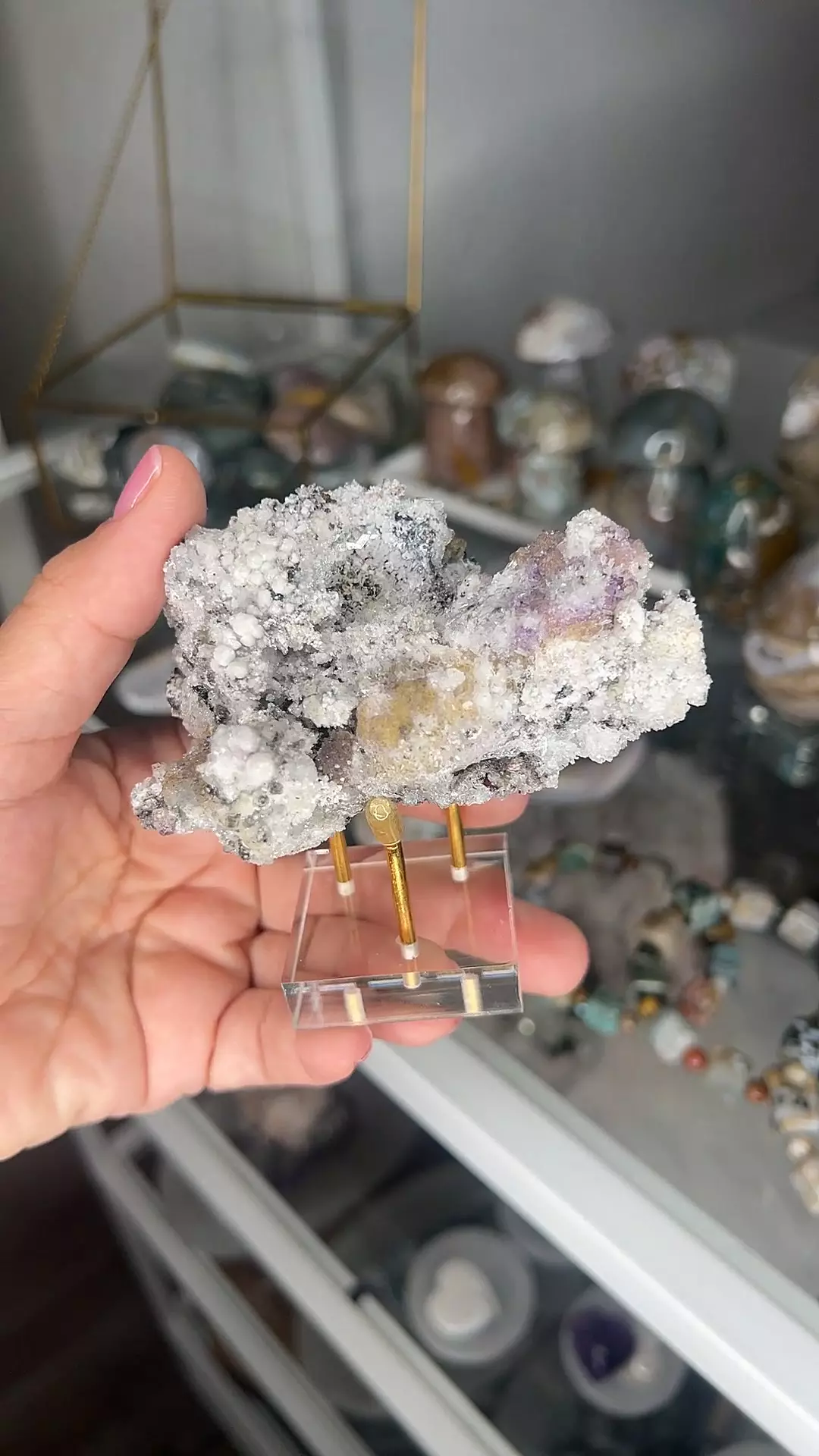 plant/Mexican Flourite-0