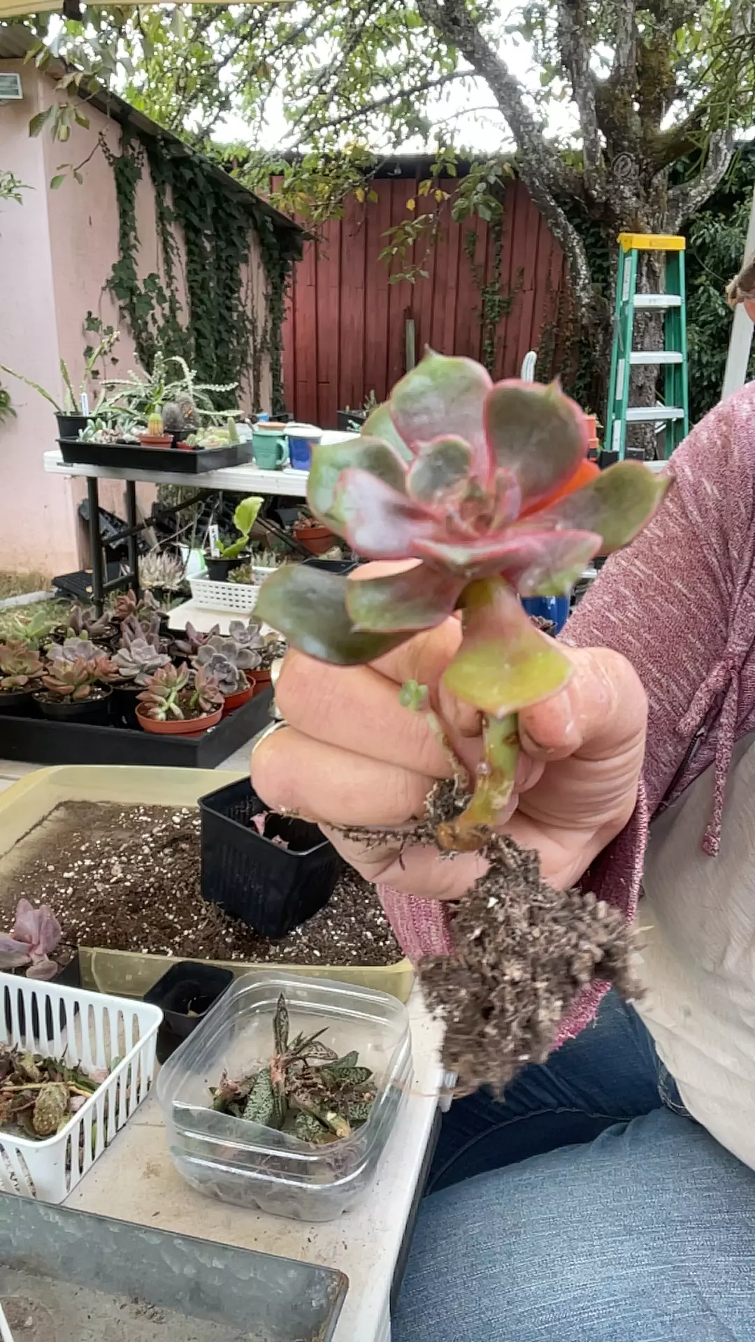 plant/Echeveria Da Hong Pao-0