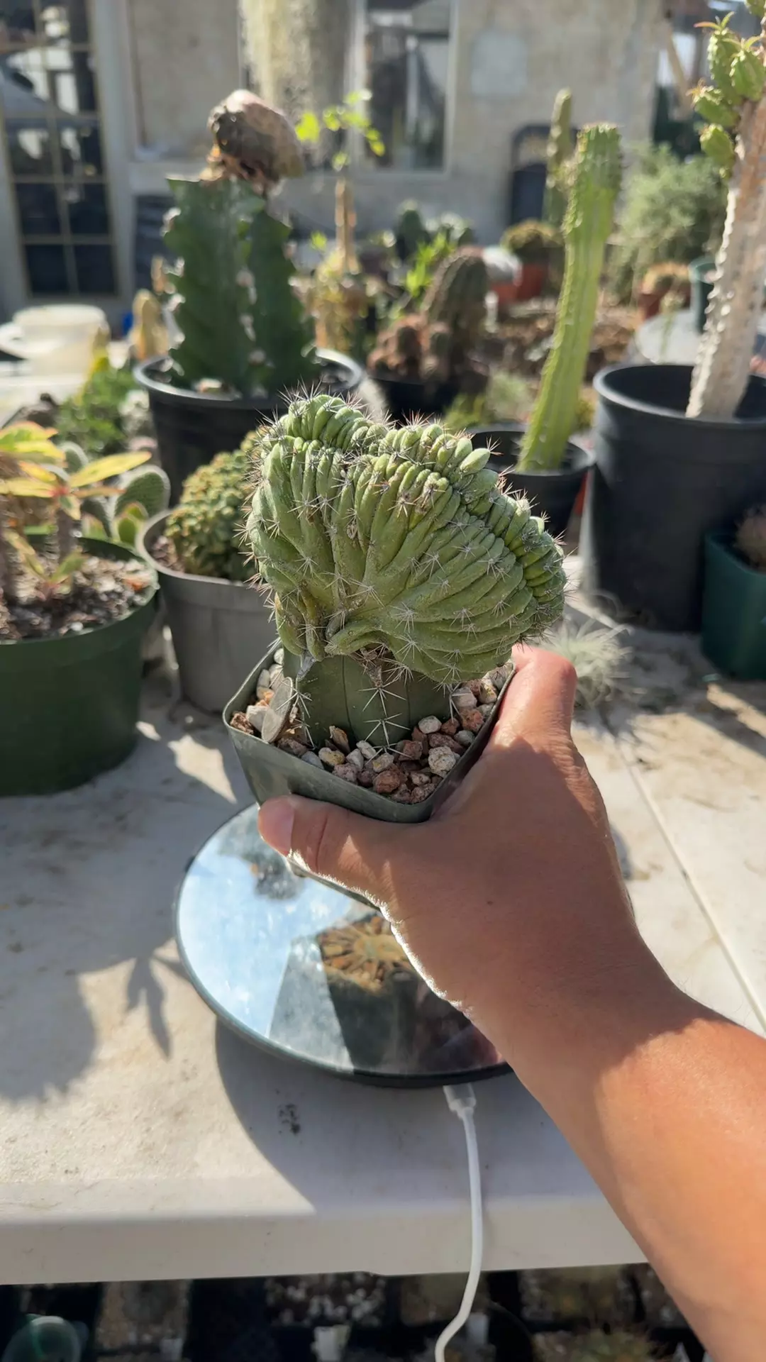 plant/Polaskia Chichipe on Graft-0