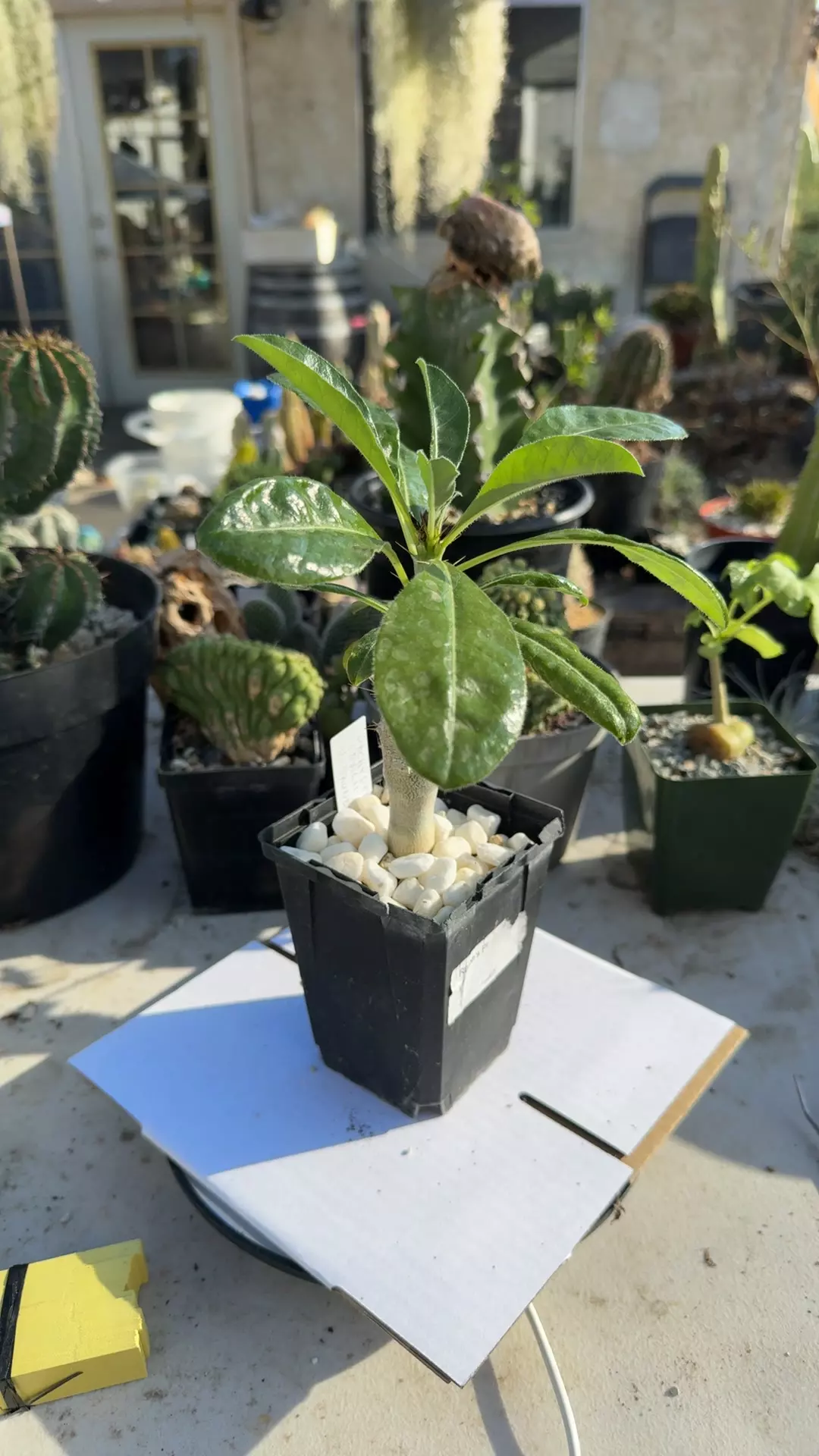 plant/Pachypodium Saundersii-0