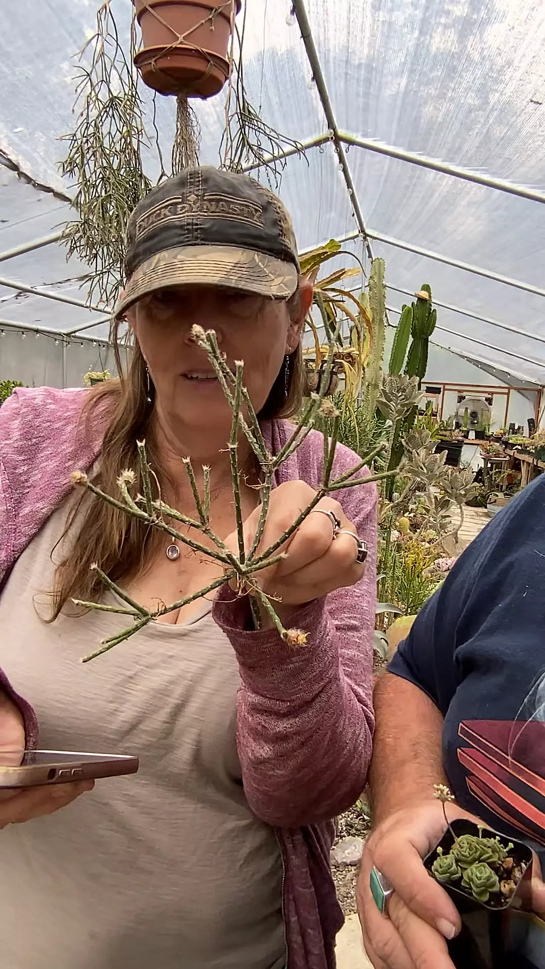 plant/Rhipsalis Pilocarpa  huge cutting-0