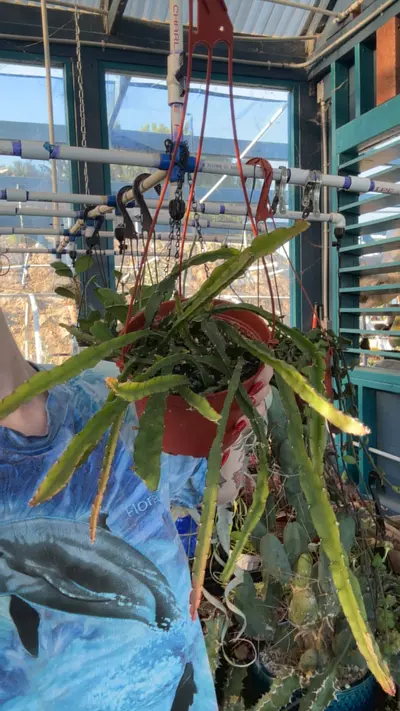 plant/hurricane-0-thumbnail