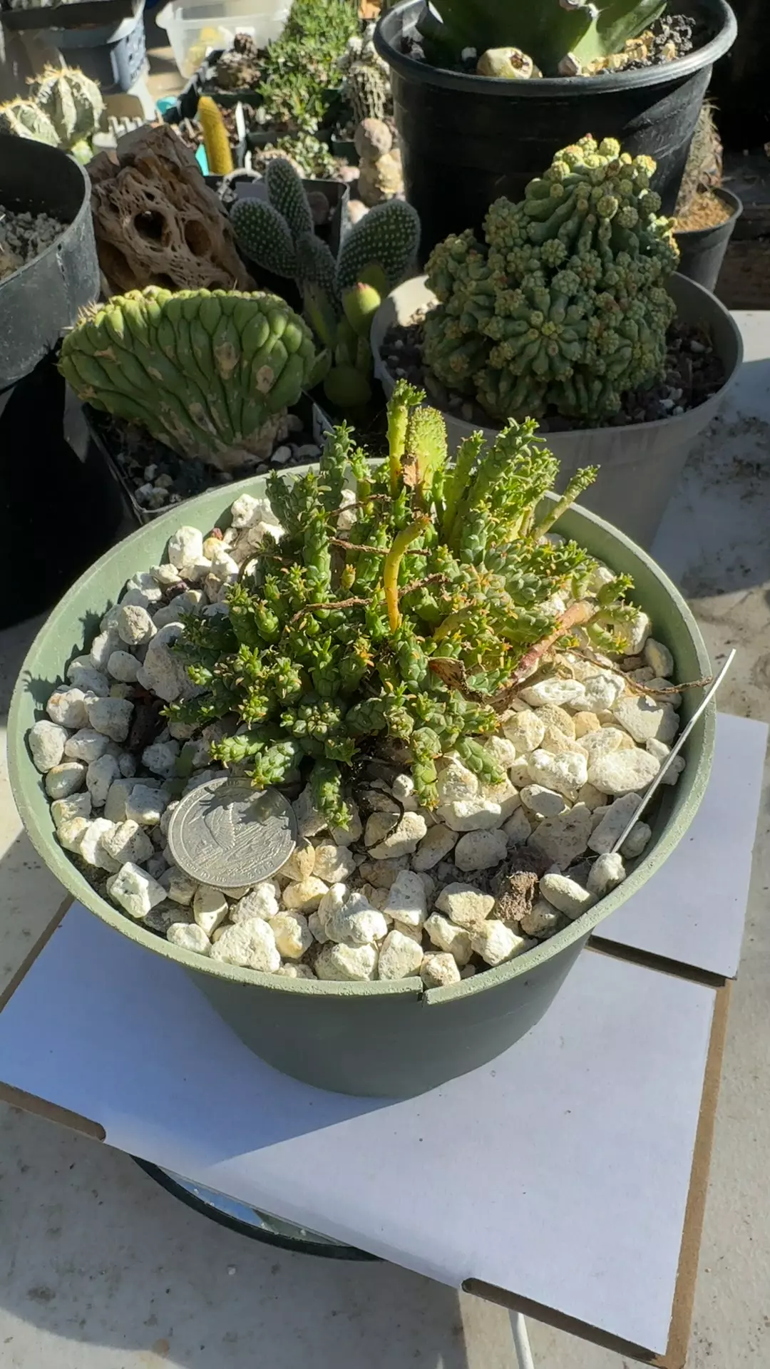 plant/Monstrose Euphorbia Flanaganii-0
