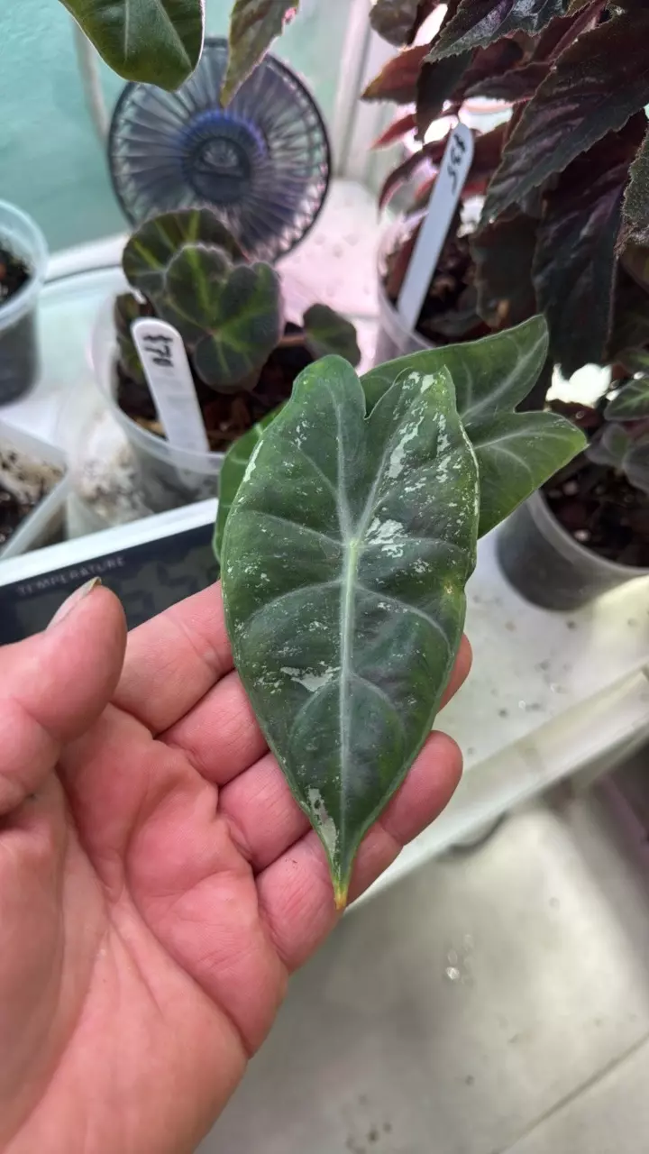 plant/Alocasia pink dragon albo-0