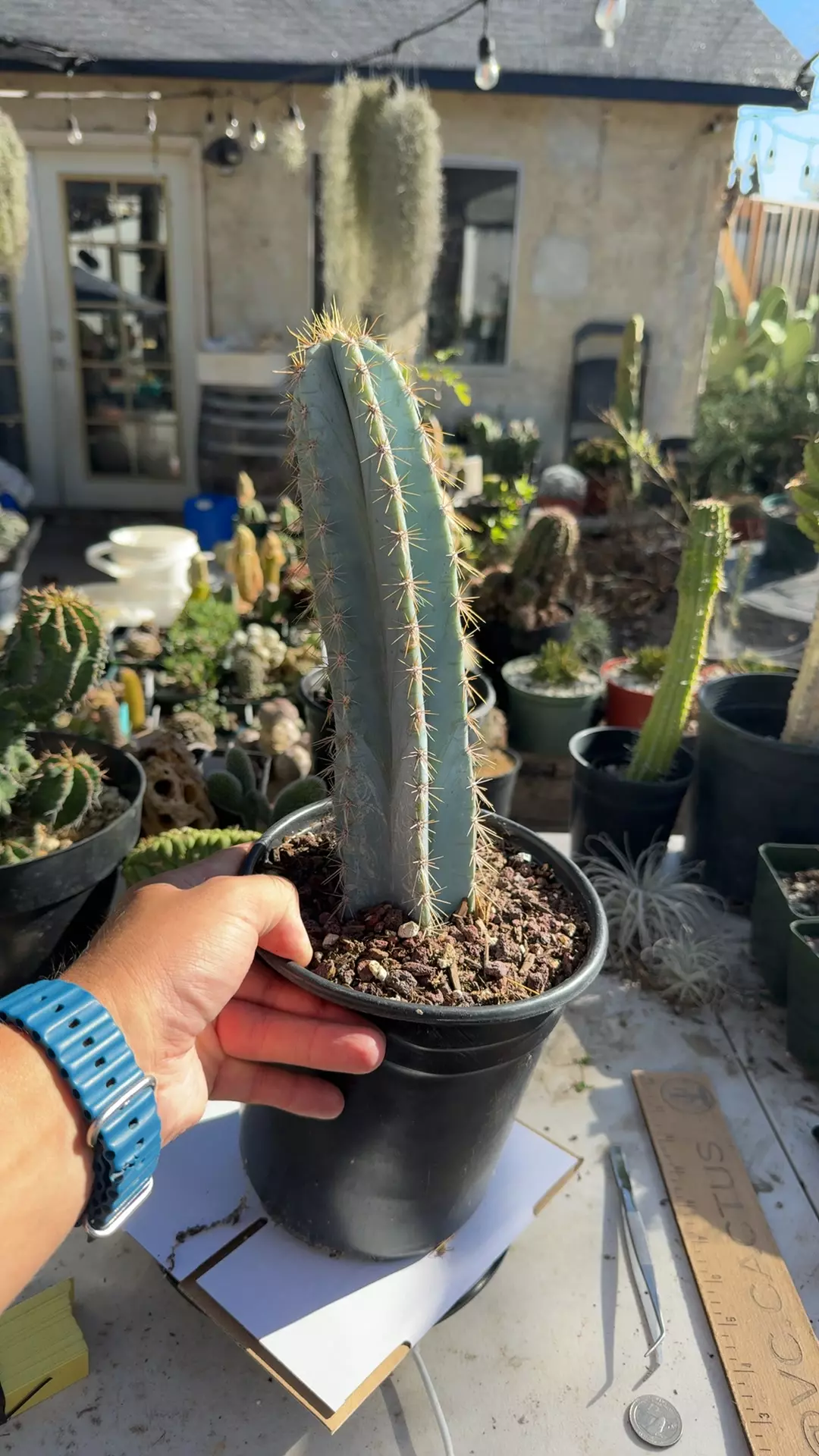 plant/9” tall Pilosocereus Azureus rooted cutting-0
