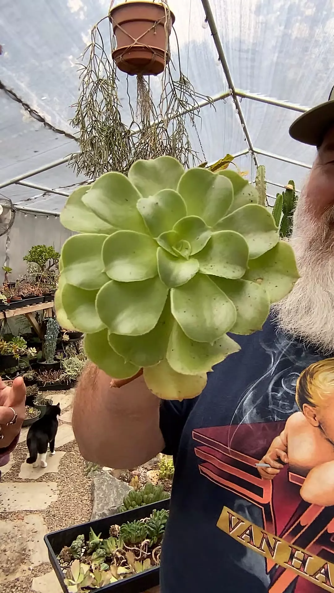 plant/Aeonium cutting-0