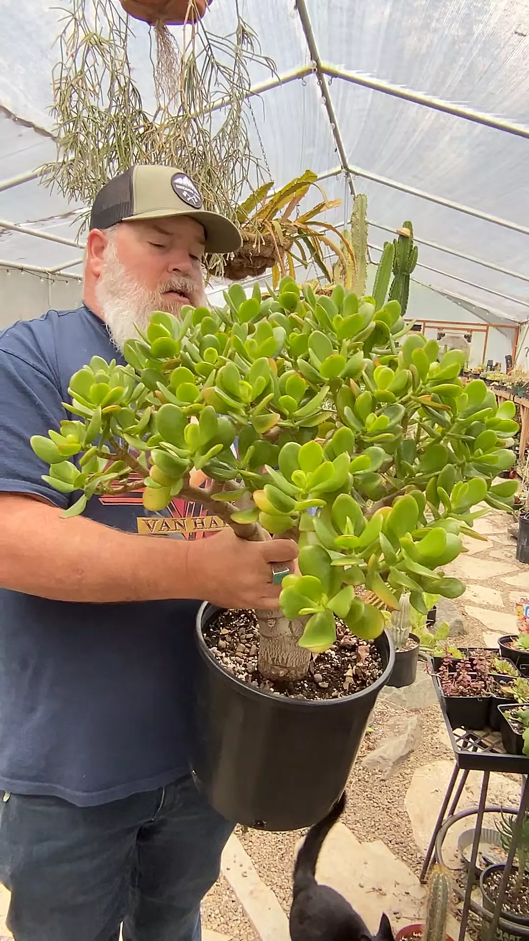 plant/Huge Ovata Jade 3 gallon-0