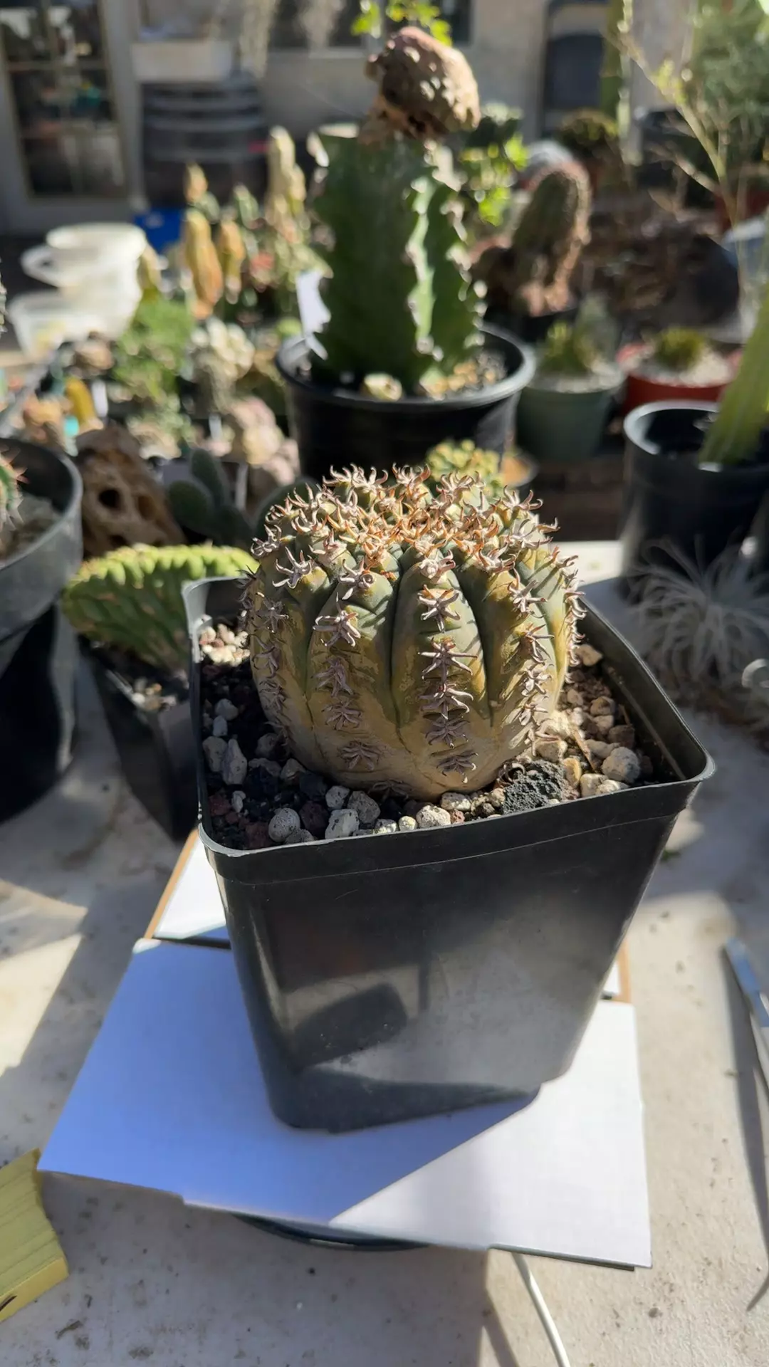 plant/Gymnocalycium spegazzinii unguispinum-0