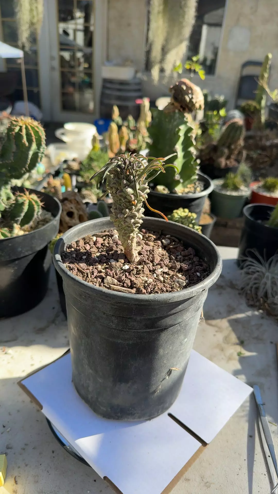 plant/Euphorbia Clandestina 3.5” plant-0