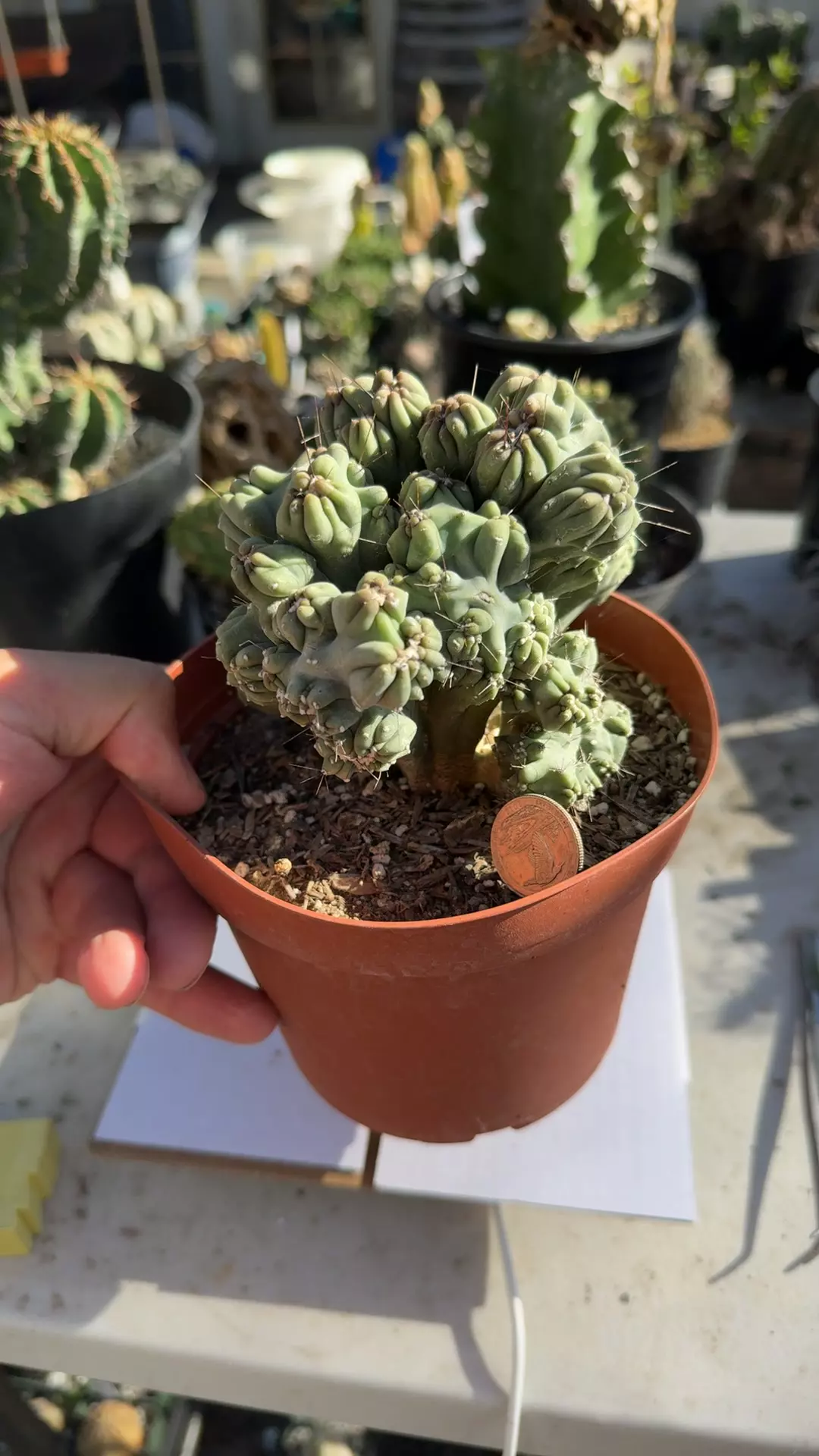 plant/Cereus Ming Thing 6” pot-0