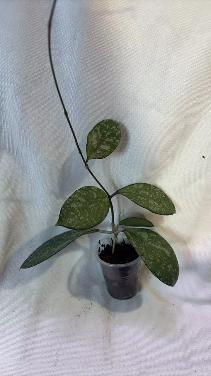 plant/368 Hoya Crassi x Michele-0