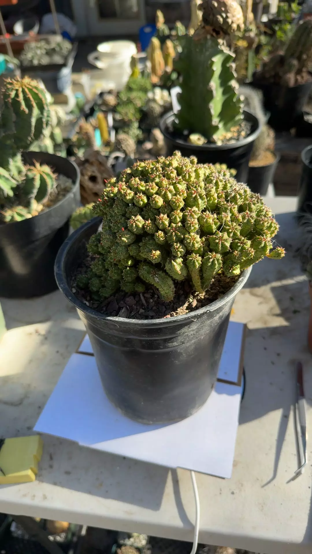 plant/Euphorbia submammillaris 6” pot cluster-0