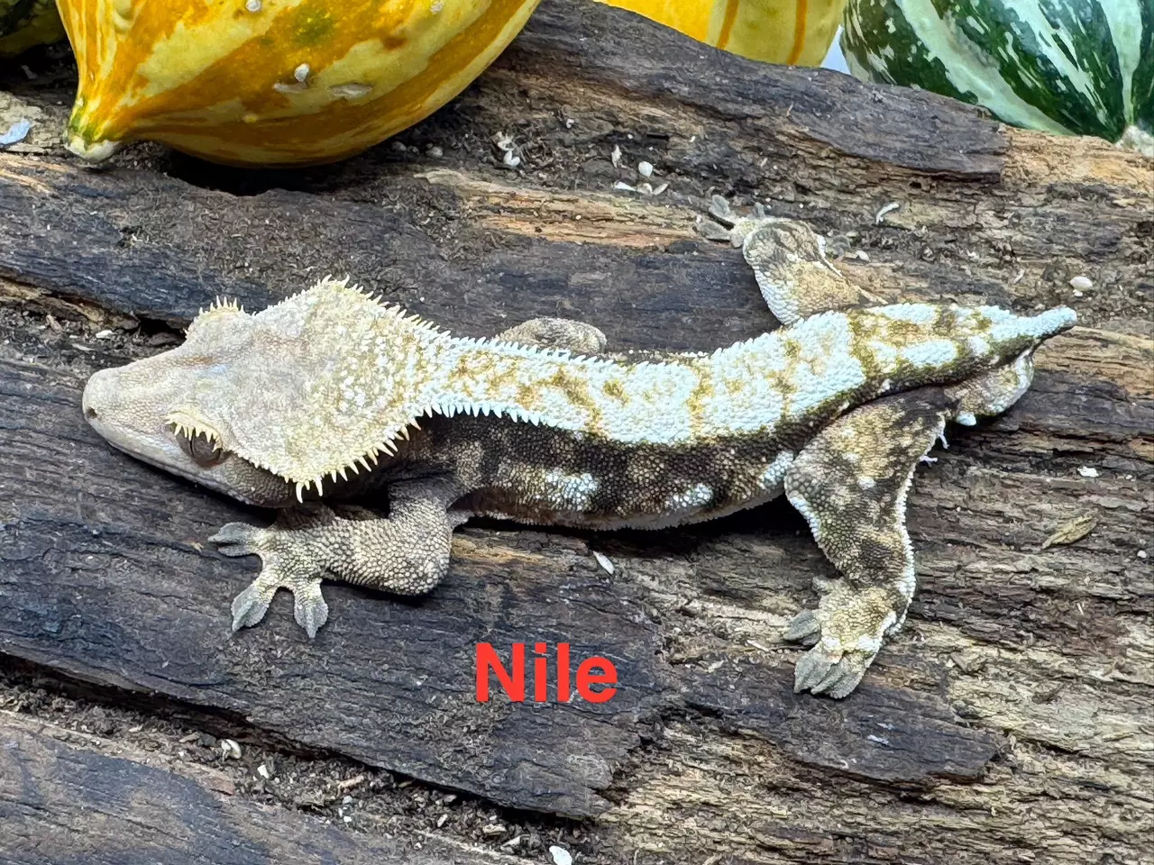 plant/Nile-0