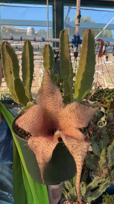 plant/stinky-0-thumbnail