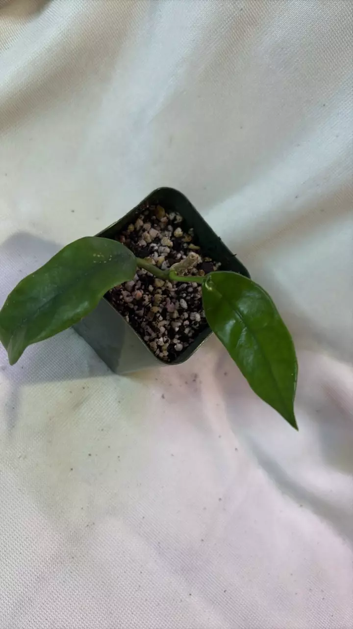 plant/165 Hoya Globulosa-0