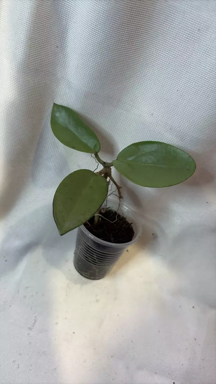plant/93 Hoya Silver Dollar-0