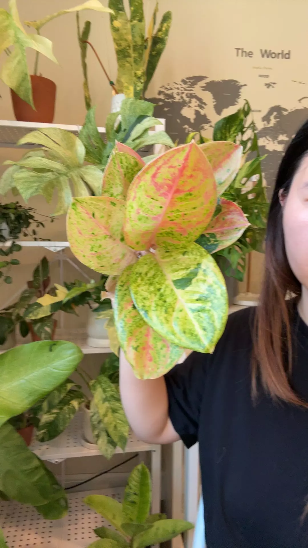plant/Aglaonema emerald-0