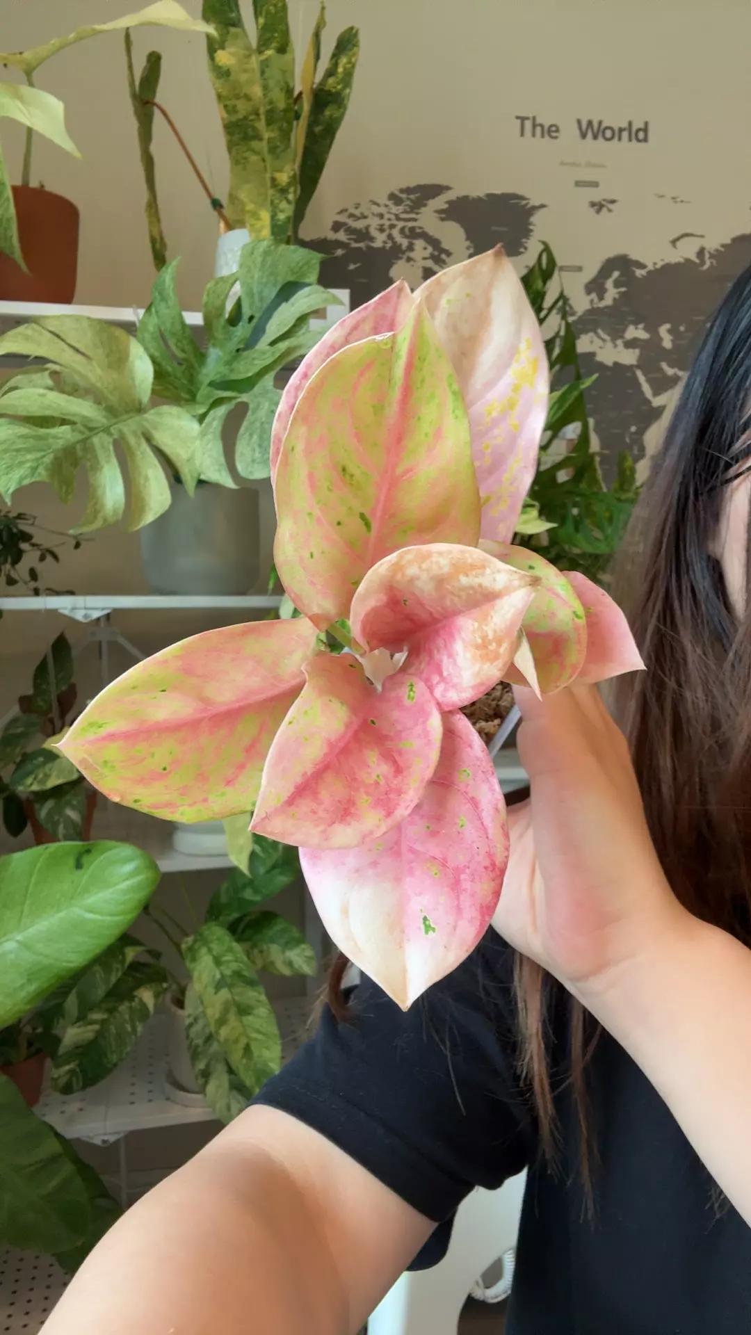 plant/Aglaonema emerald pink-0