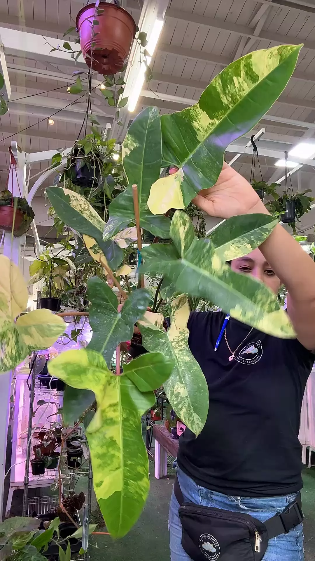 plant/philodendron billitae 0366 variegated X Florida Beaty-0