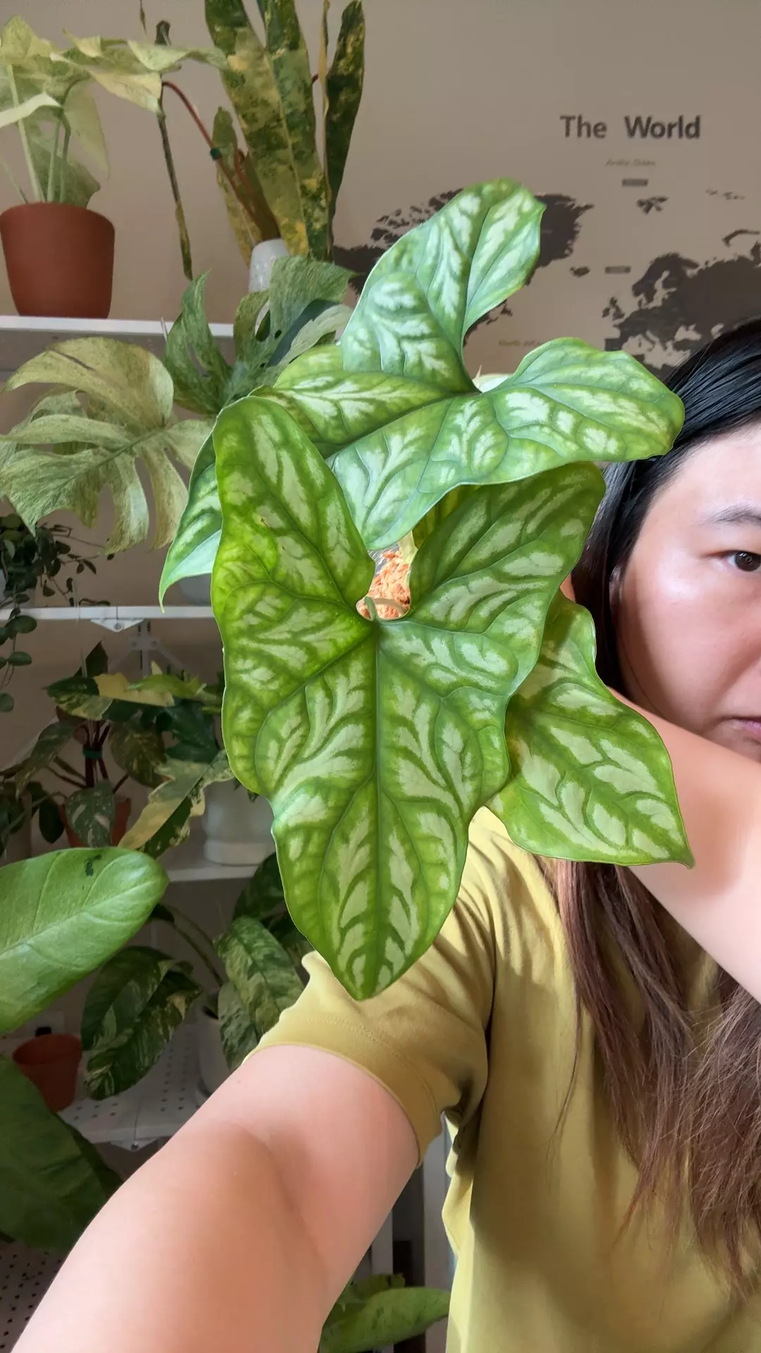 plant/cercestis mirabilis no 2-0