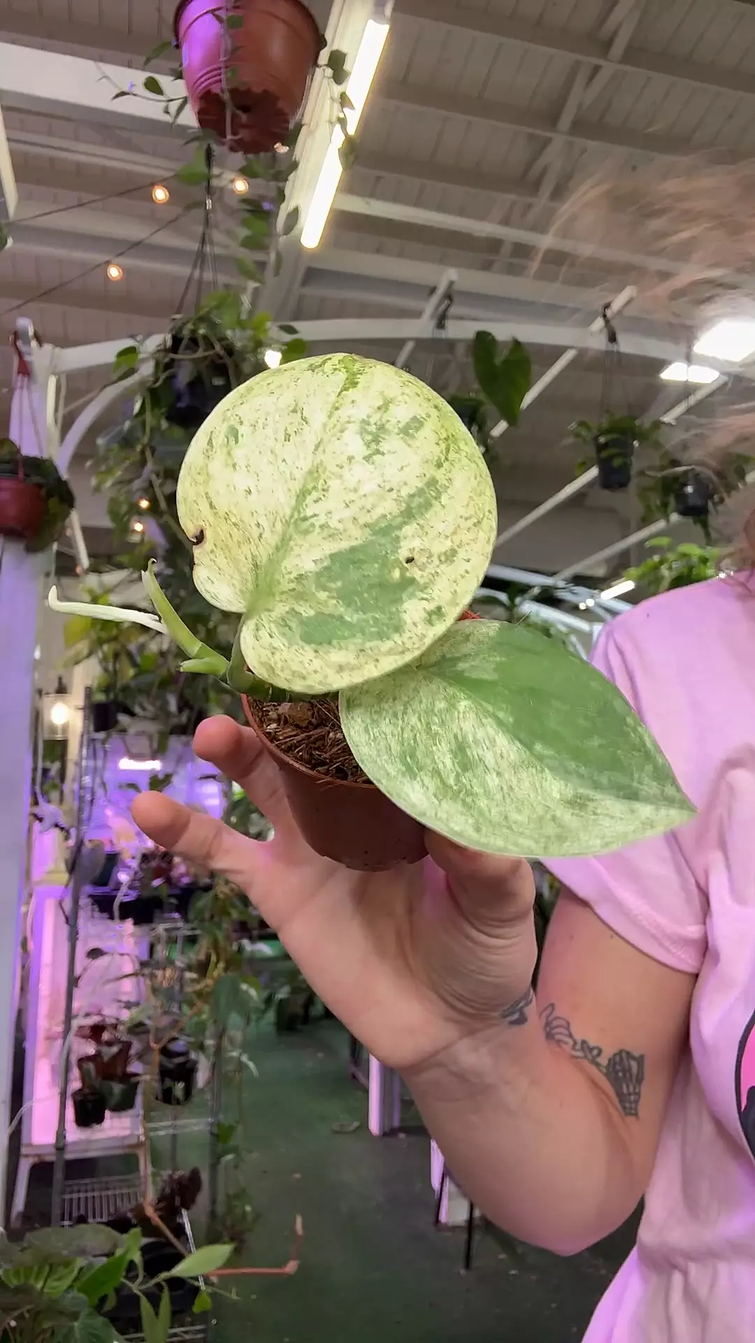 plant/1384 Scindapsus marble-0