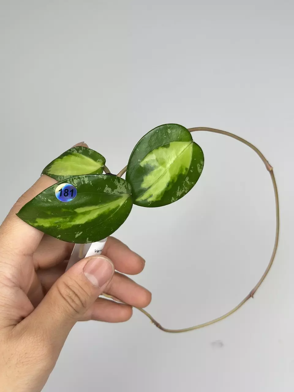 plant/181 Verticillata Inner Variegated HeartLeaf Splash-0