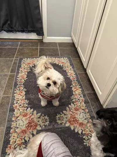 plant/treats for tips-0-thumbnail