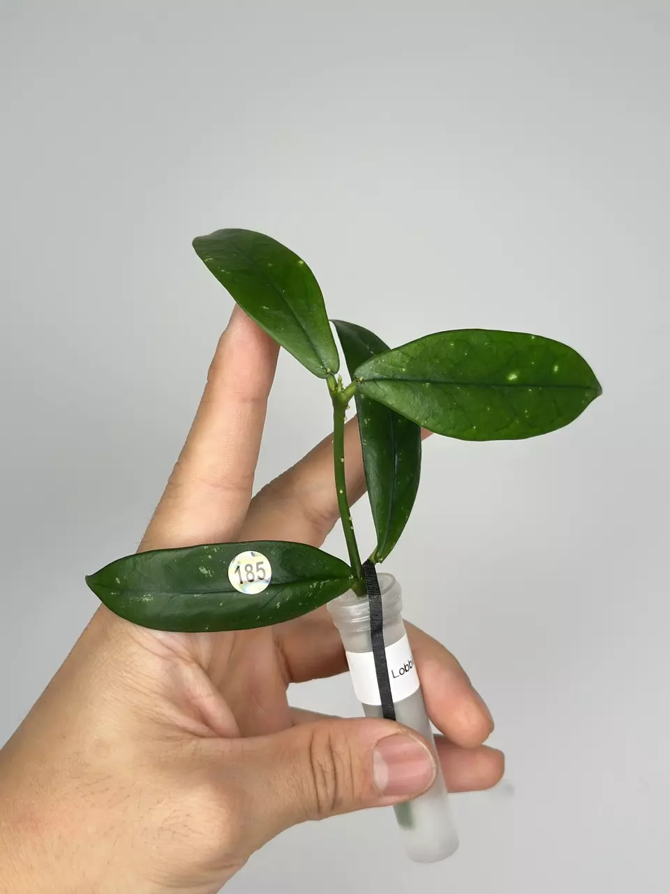 plant/185 Lobbii Black-0