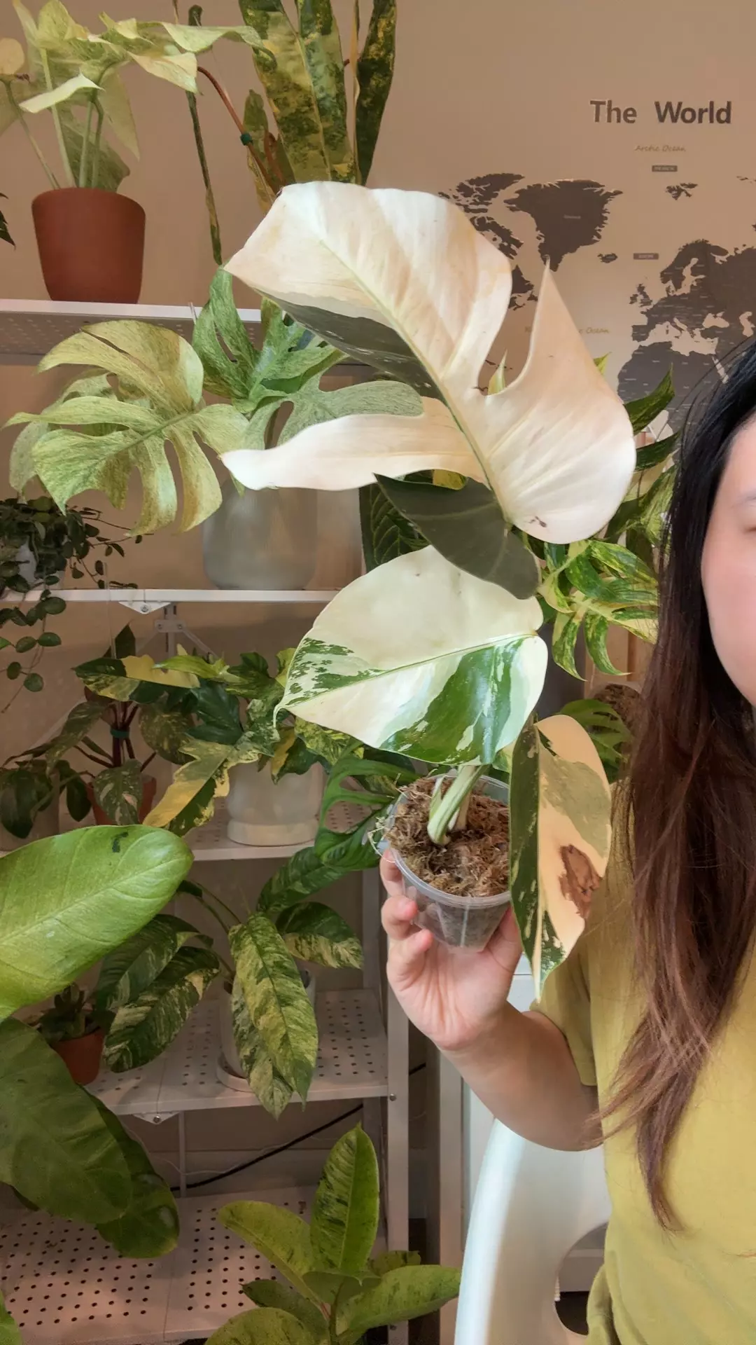 plant/Monstera mint no 4-0