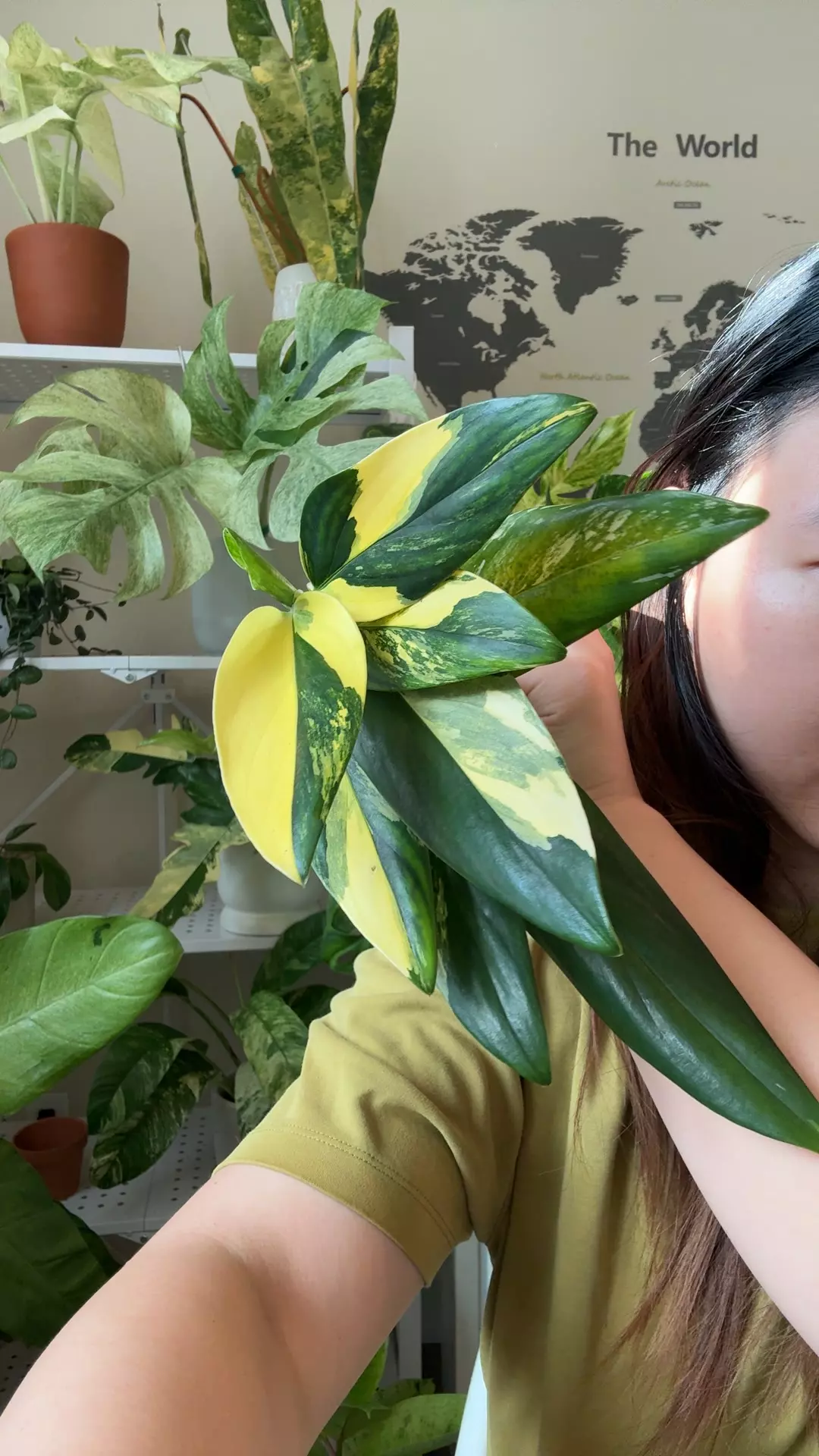plant/monstera stanleyana aurea no 2-0