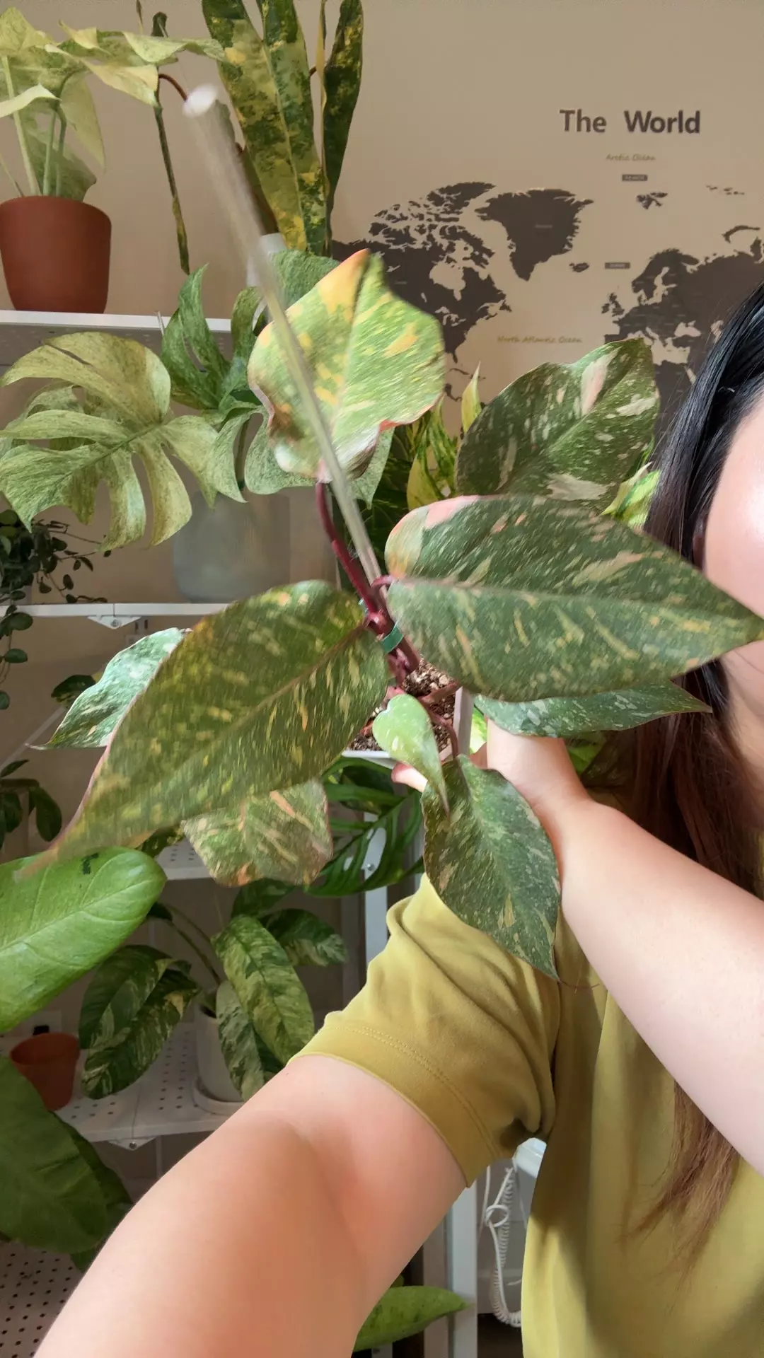 plant/Philo orange princess-0
