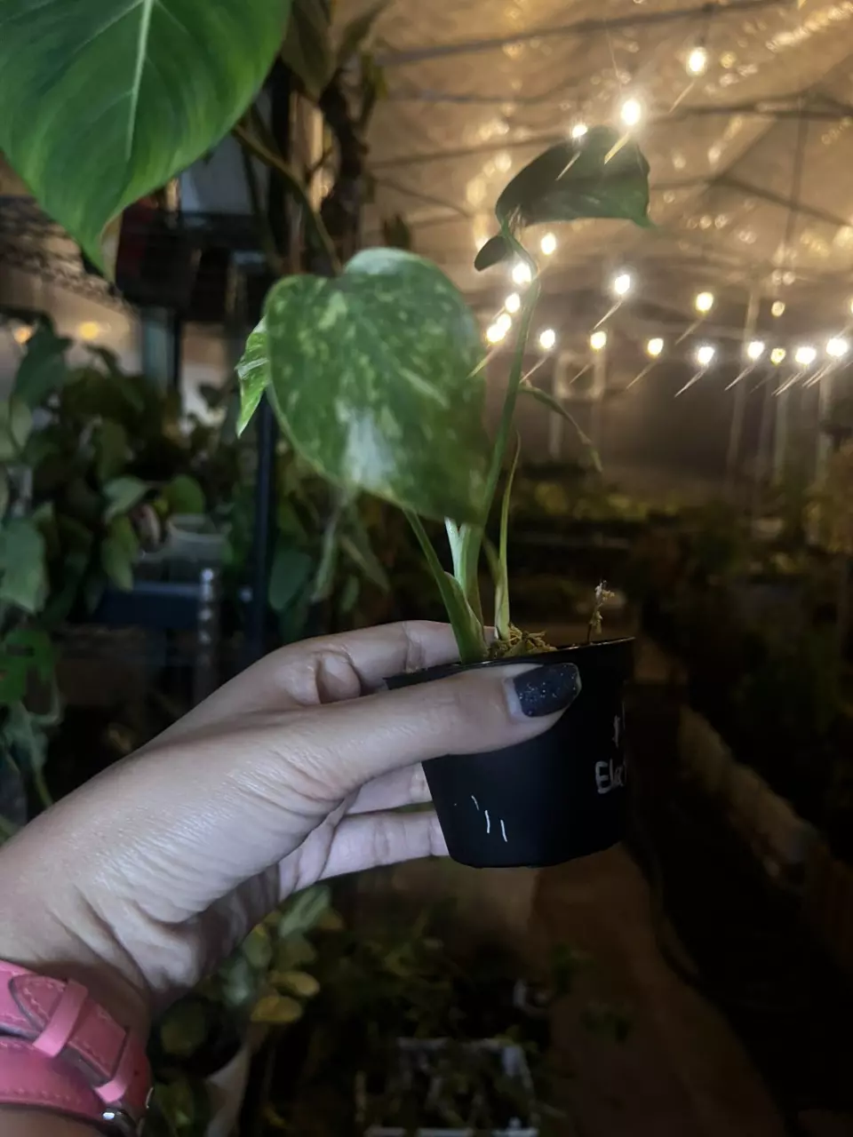 plant/monstera electrolyte baby-1