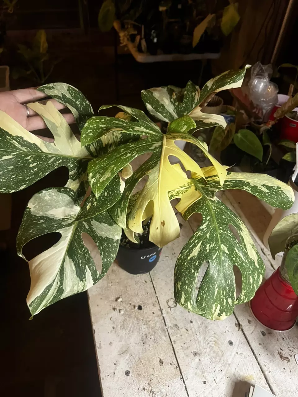 plant/monstera crème brûlée mom-0