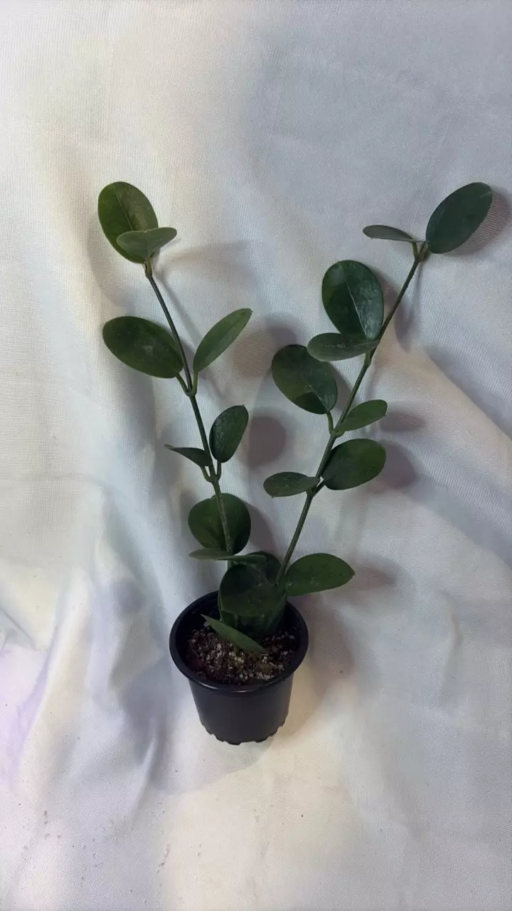 plant/333 Hoya Australis-0