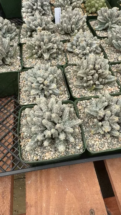 plant/Gc astrophytum myriostigma habuki no roots-0-thumbnail