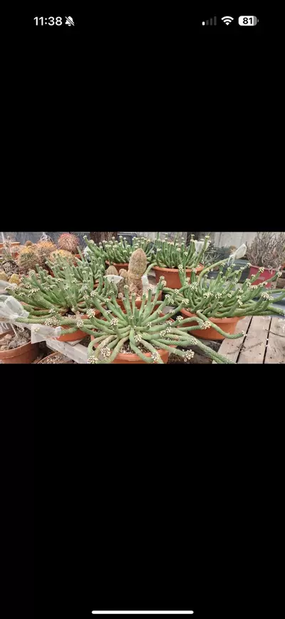 plant/Euphorbia esculenta seeds-0-thumbnail