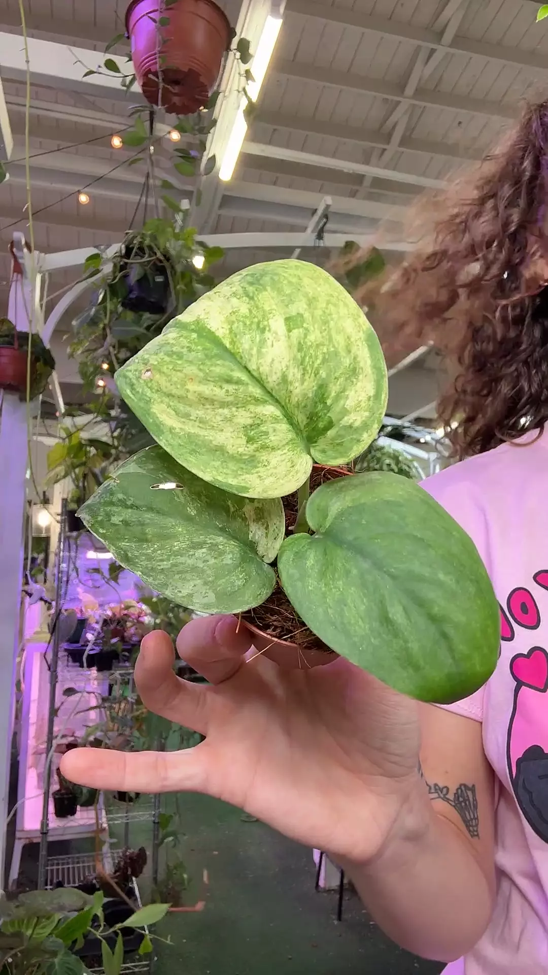 plant/1383 Scindapsus marble-0