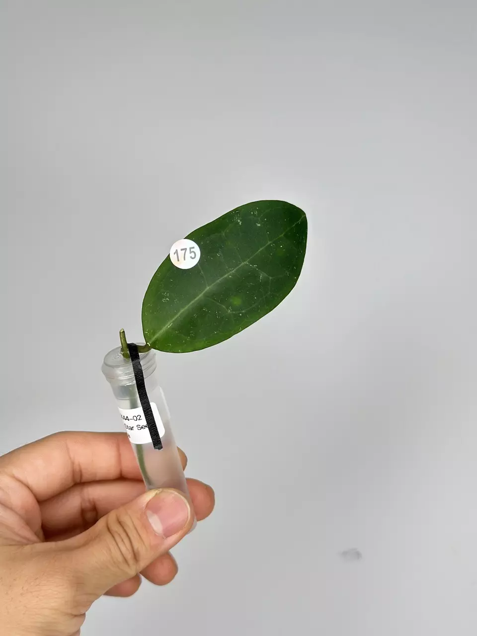 plant/175 Kultida 02 WRX44-02 (Mindorensis Red Star Seed x Elliptica)-0