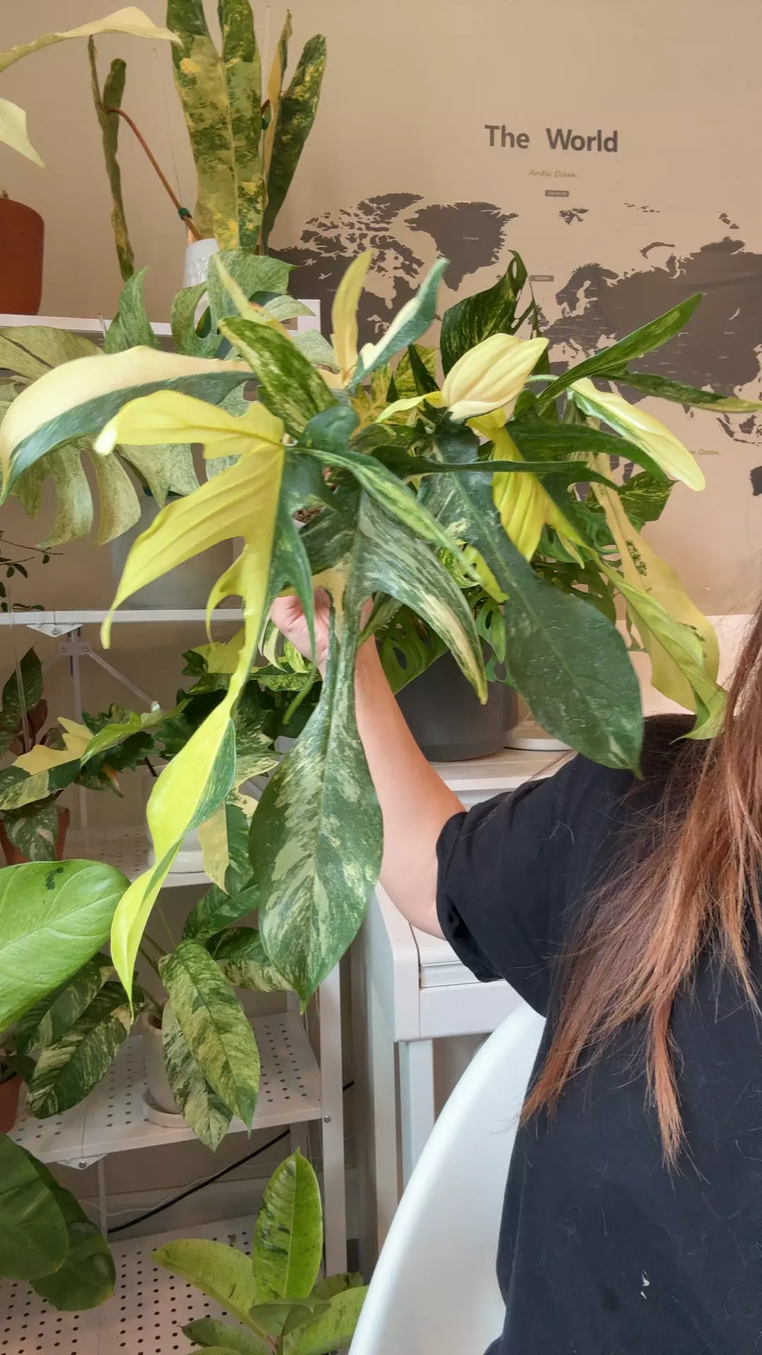 plant/philodendron Florida beauty-0