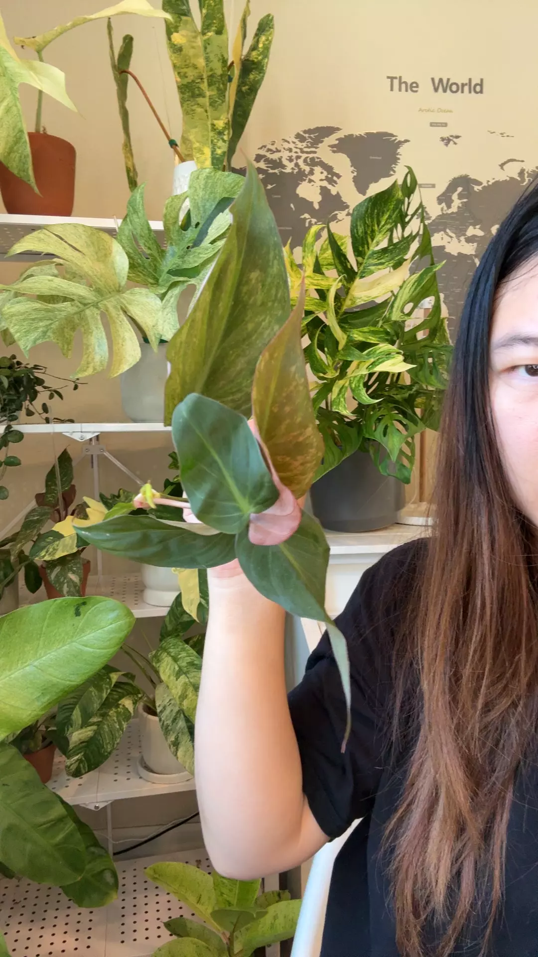 plant/philodendron Mican mint var-0