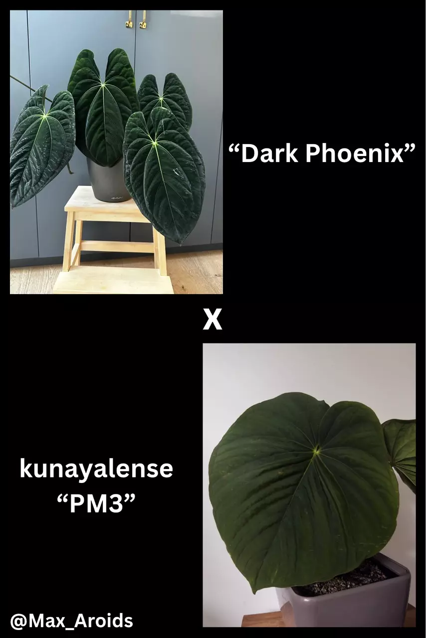 plant/Set of 2! Anthurium “Dark Phoenix” x kunayalense “PM3”-0