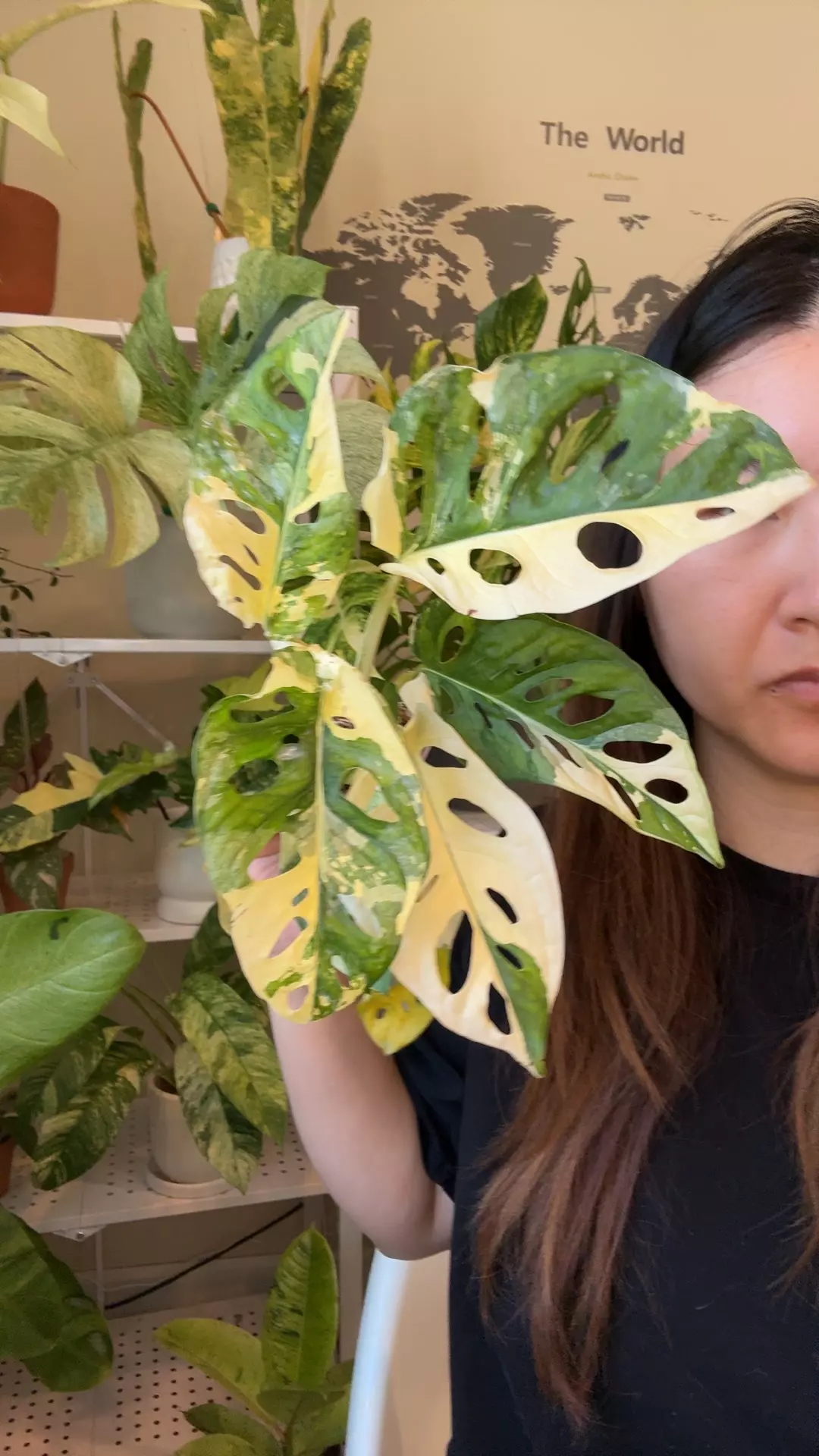 plant/Monstera Adansonii albo no 2-0